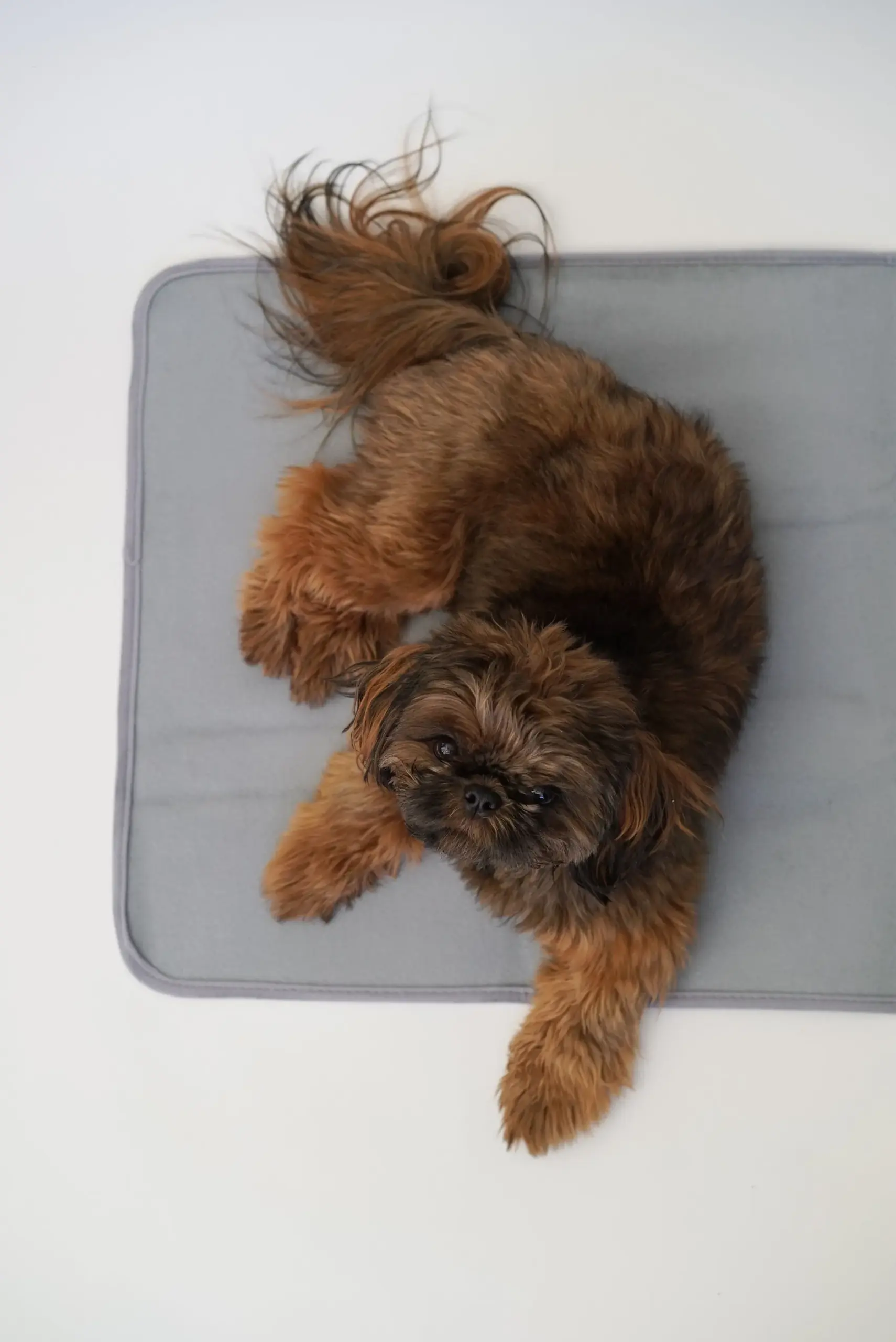The Green Pet Shop Thera-Pawz Warming Pad — No Cords or Batteries