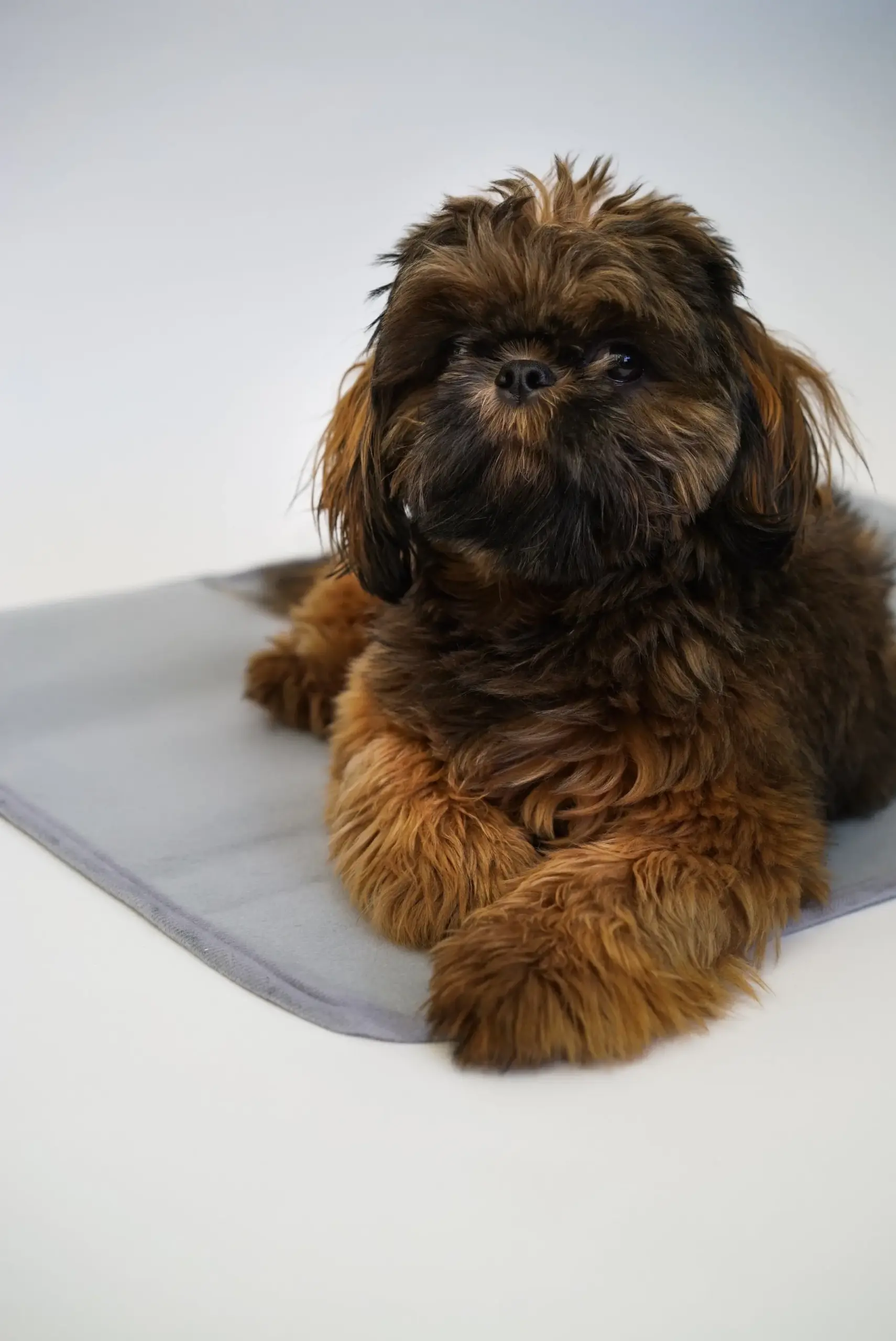 The Green Pet Shop Thera-Pawz Warming Pad — No Cords or Batteries - Image 2