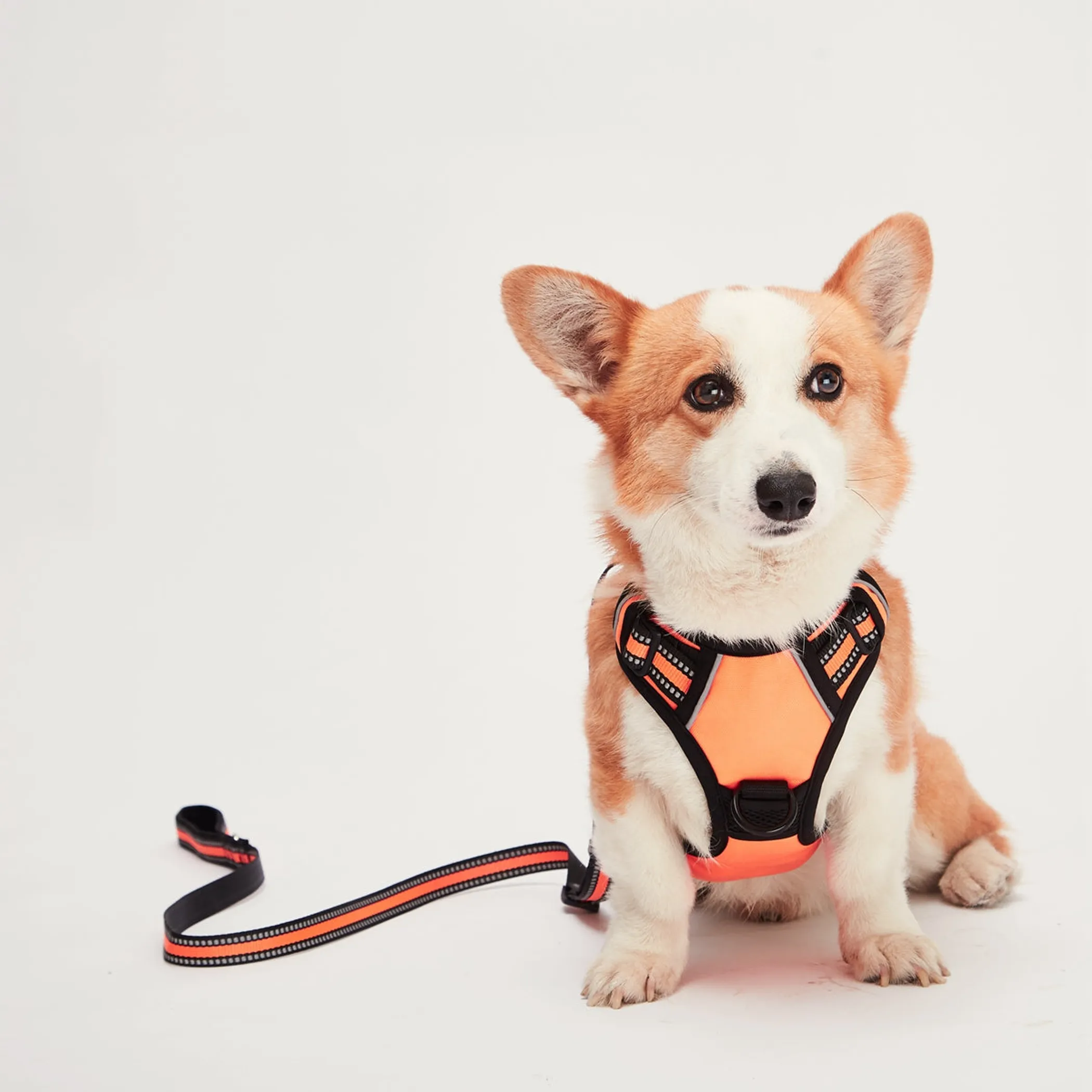 Mr. Peanut's PetTrek Padded Harness and Leash Set — XS to L