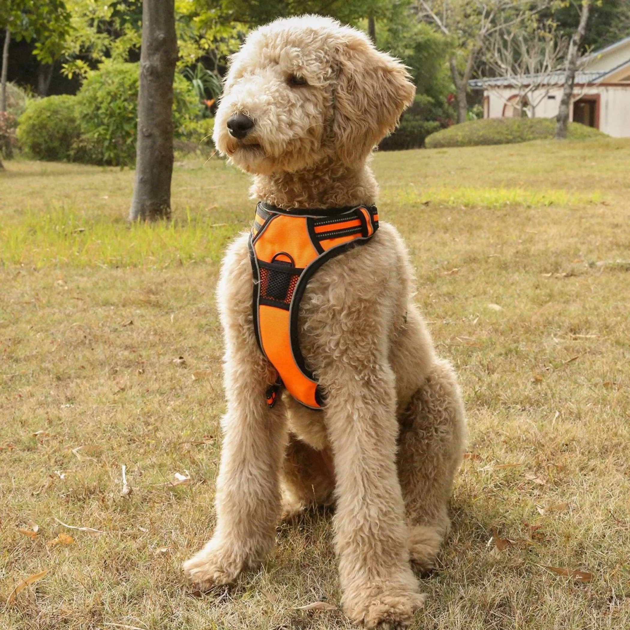 Mr. Peanut's PetTrek Padded Harness and Leash Set — XS to L - Image 2