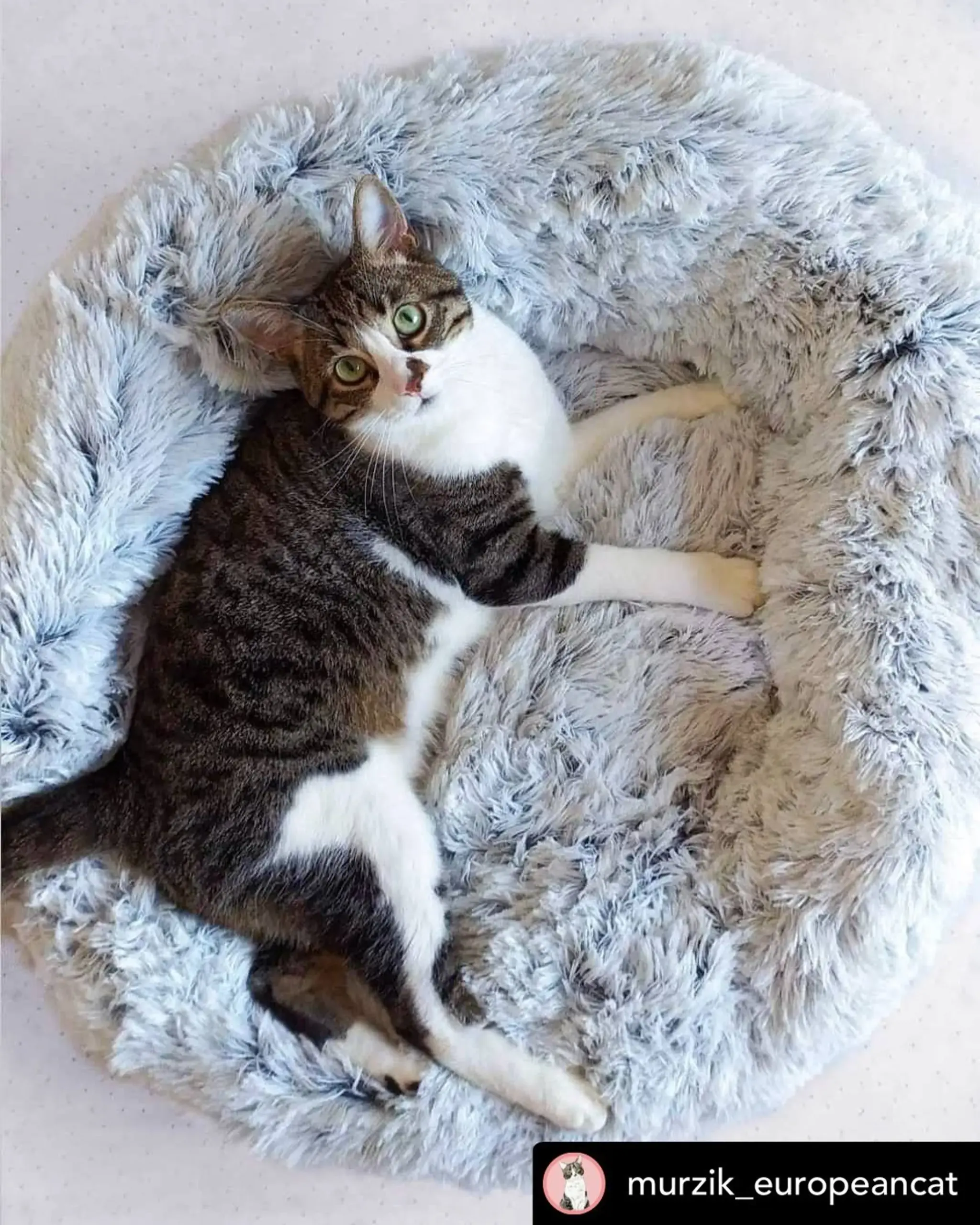 Mr. Peanut's OrthoPlush Pet Bed — Plush Top, Firm Core, 28 in - Image 5